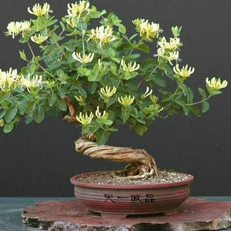 最適合擺在窗臺上的花卉盆栽