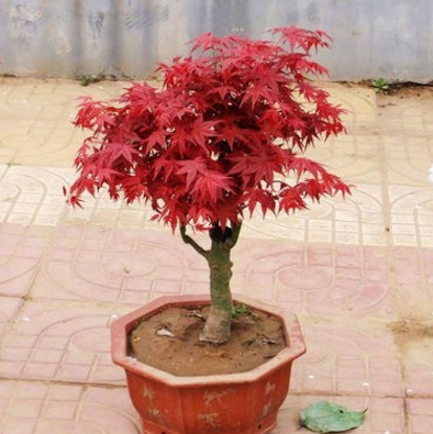 最適合擺在窗臺上的花卉盆栽