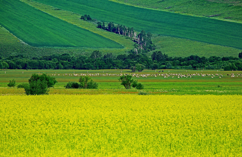 園冶杯專業(yè)獎:額爾古納濕地公園總體規(guī)劃