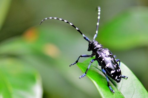 杭州:綠化工作者“大戰”天牛