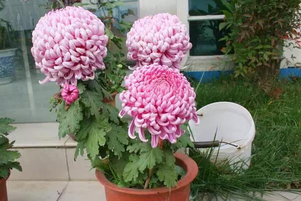 家養(yǎng)花卉病蟲害防治方法