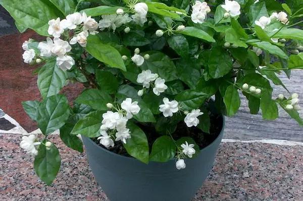 家養(yǎng)花卉病蟲害防治方法