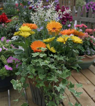 家養(yǎng)花卉病蟲害防治方法