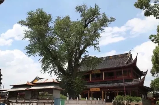 上海古樹名木競相給你“顏色”看