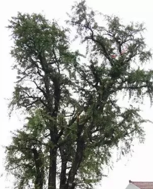 上海古樹名木競相給你“顏色”看