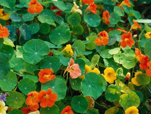 深秋適合養的盆栽花卉