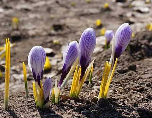 深秋適合養的盆栽花卉
