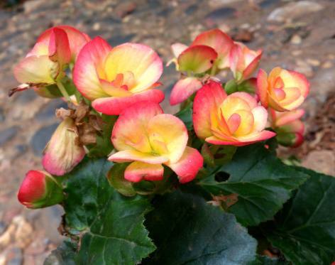 深秋適合養的盆栽花卉