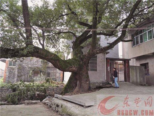 黃石一村莊有11棵古樹 樹齡最大的已有650歲
