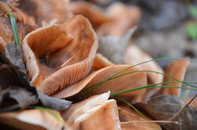 山西龐泉溝森林保護公園秋意濃濃