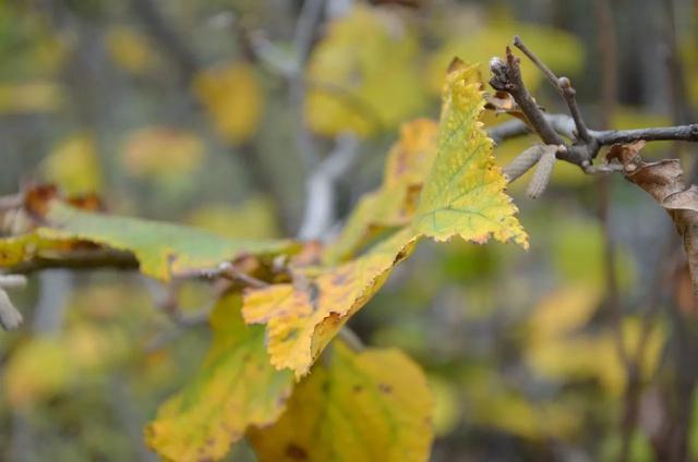 山西龐泉溝森林保護公園秋意濃濃