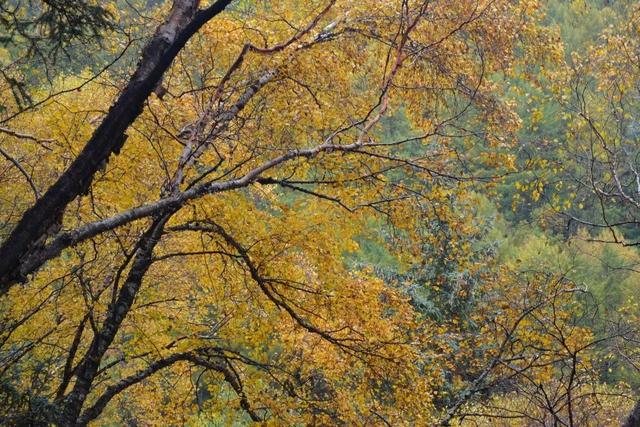 山西龐泉溝森林保護公園秋意濃濃