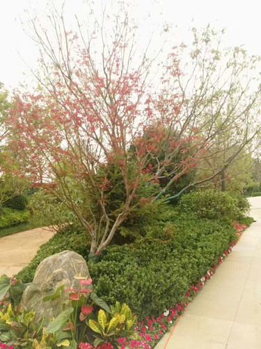 園冶杯專業(yè)獎：濟南萬科龍湖城市之光施工