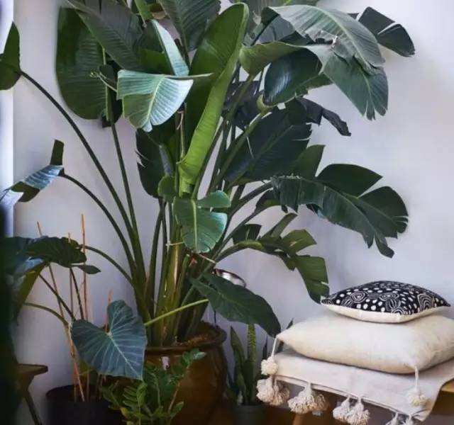 植物也看氣質(zhì)，哪種花卉更適合你的家？