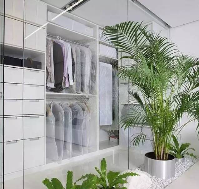 植物也看氣質(zhì)，哪種花卉更適合你的家？