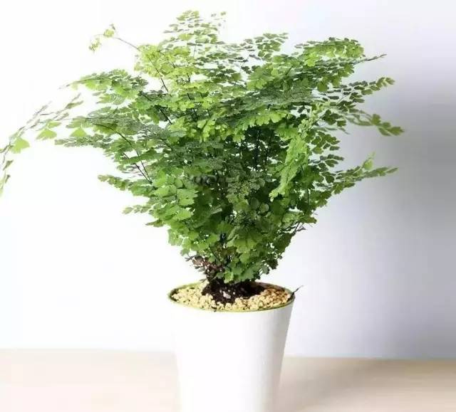 植物也看氣質(zhì)，哪種花卉更適合你的家？