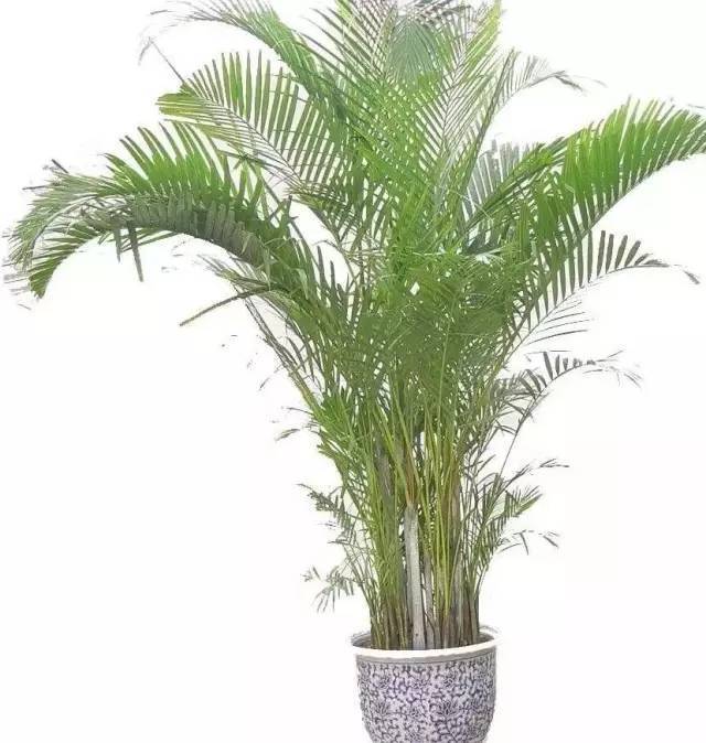 植物也看氣質(zhì)，哪種花卉更適合你的家？