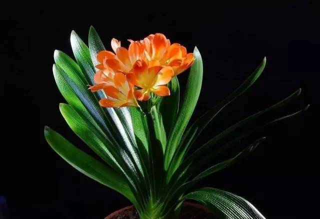 植物也看氣質(zhì)，哪種花卉更適合你的家？