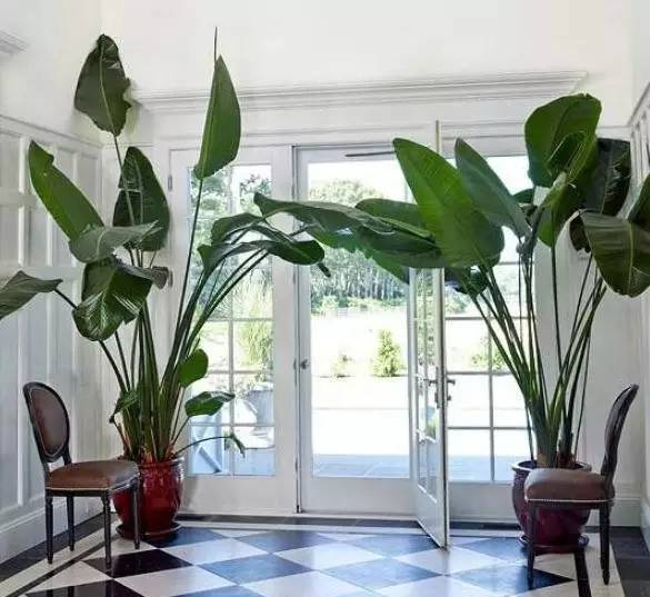 植物也看氣質(zhì)，哪種花卉更適合你的家？