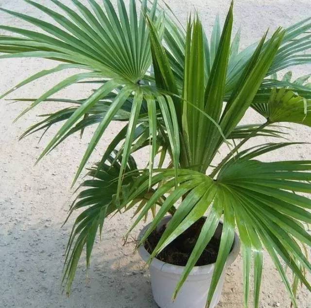 植物也看氣質(zhì)，哪種花卉更適合你的家？