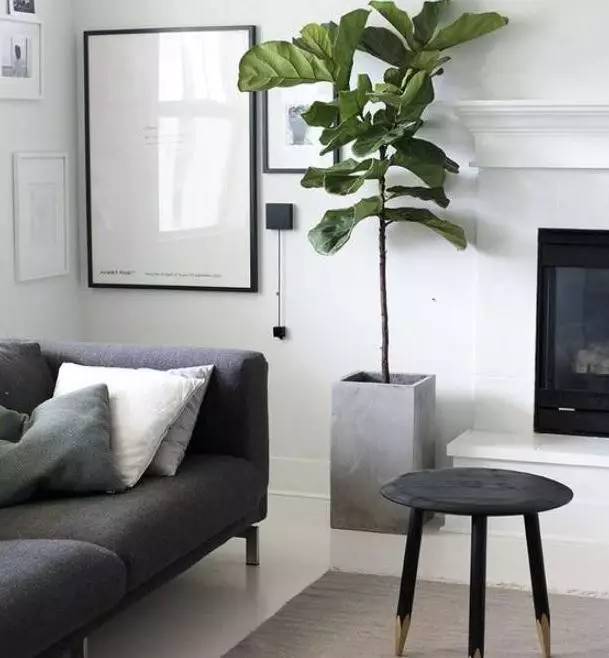 植物也看氣質(zhì)，哪種花卉更適合你的家？