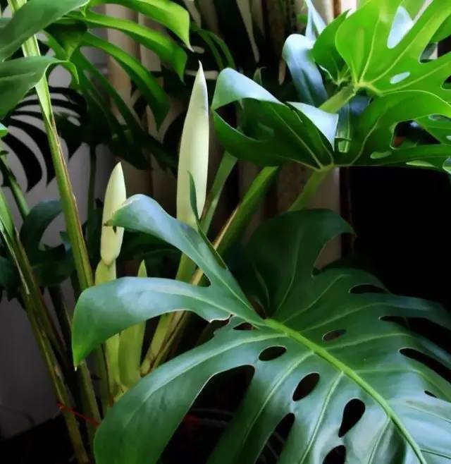 植物也看氣質(zhì)，哪種花卉更適合你的家？