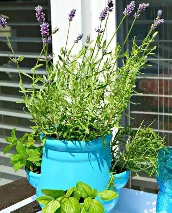 植物也看氣質(zhì)，哪種花卉更適合你的家？