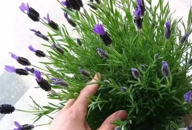 植物也看氣質(zhì)，哪種花卉更適合你的家？