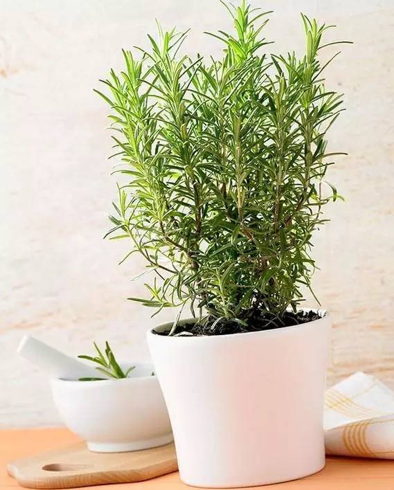 植物也看氣質(zhì)，哪種花卉更適合你的家？