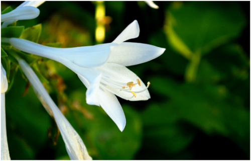 瑤琳國家森林公園,江南印象
