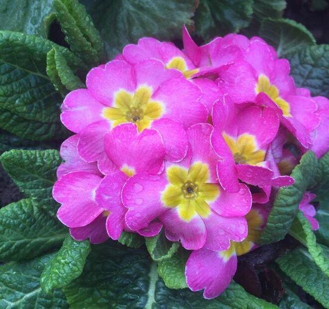 這幾種盆栽花卉天氣越冷花開的越漂亮