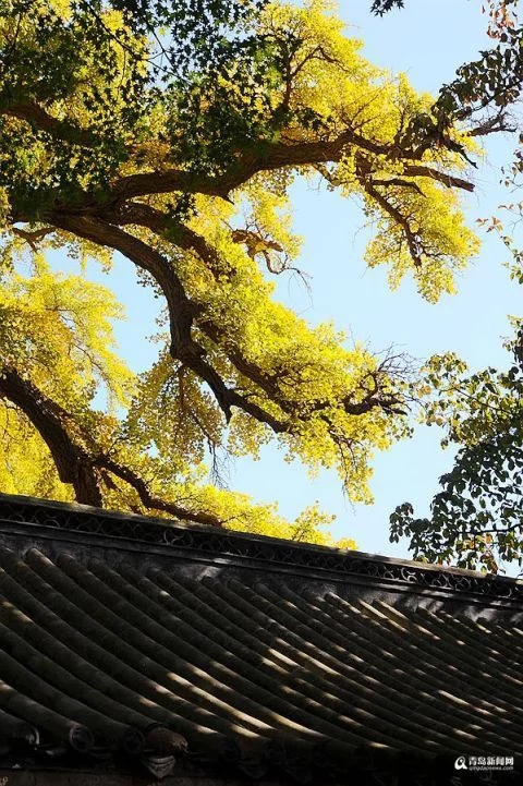 太清宮銀杏古樹披秋裝 一抹金黃惹人醉
