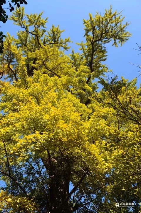 太清宮銀杏古樹披秋裝 一抹金黃惹人醉