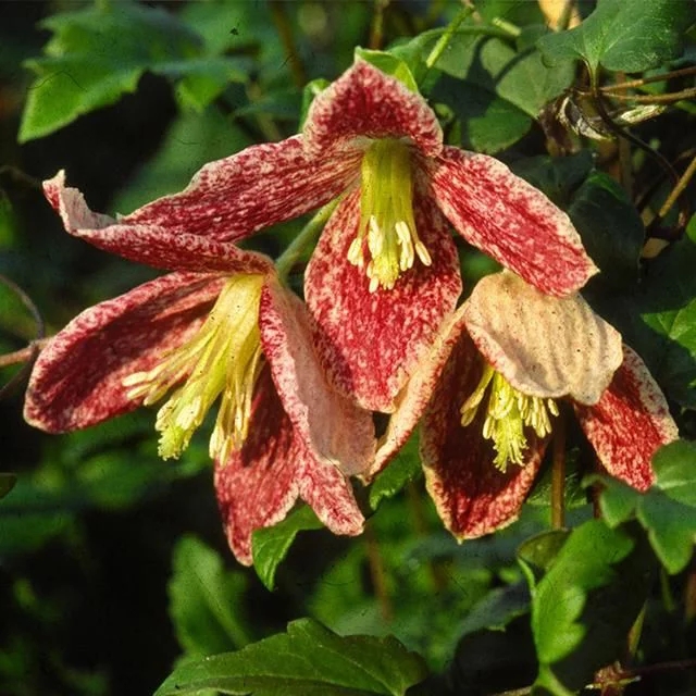 如何防止花卉品種退化