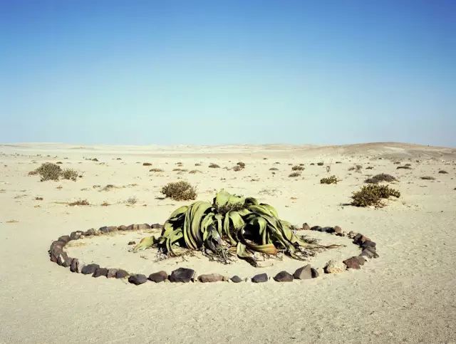 可能植物活得久了都會變得奇怪的樣子
