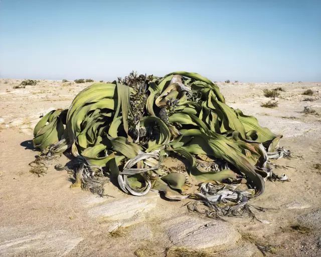 可能植物活得久了都會變得奇怪的樣子