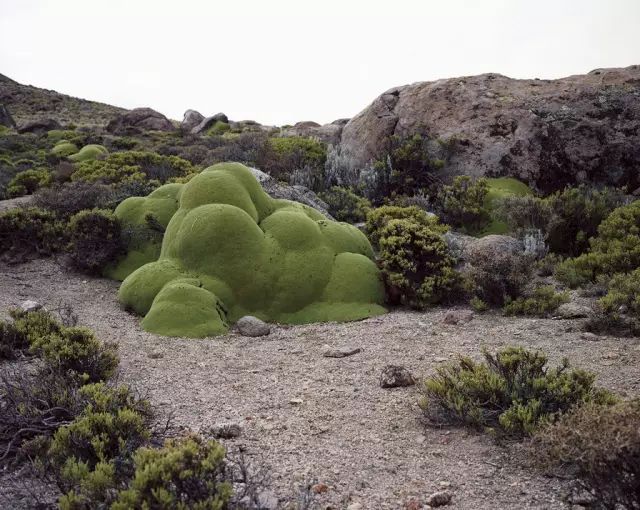 可能植物活得久了都會變得奇怪的樣子