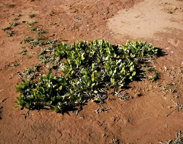可能植物活得久了都會變得奇怪的樣子