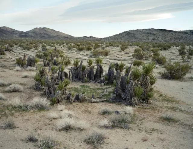 可能植物活得久了都會變得奇怪的樣子