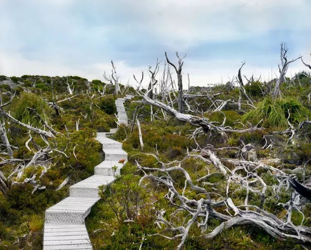 可能植物活得久了都會變得奇怪的樣子