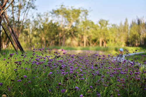 園冶杯專業獎：固安中央公園景觀設計