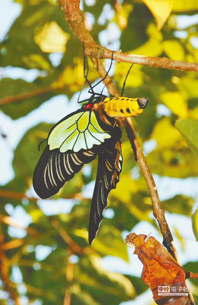 臺灣墾丁國家公園珠光鳳蝶現芳蹤