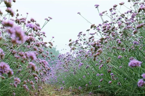 昆明隔壁的這個森林公園