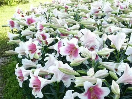 昆明隔壁的這個森林公園