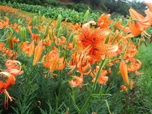 昆明隔壁的這個森林公園