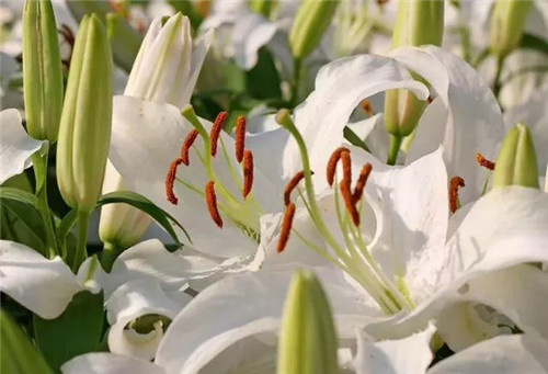 昆明隔壁的這個森林公園