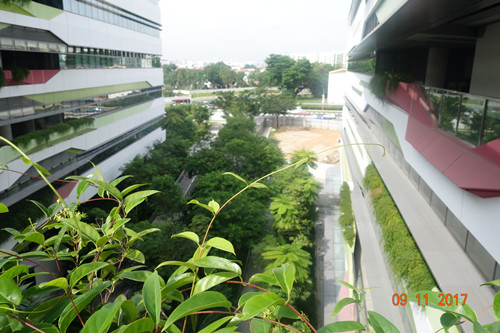 2017新加坡景觀專業(yè)考察——領(lǐng)略獅城綠色景觀