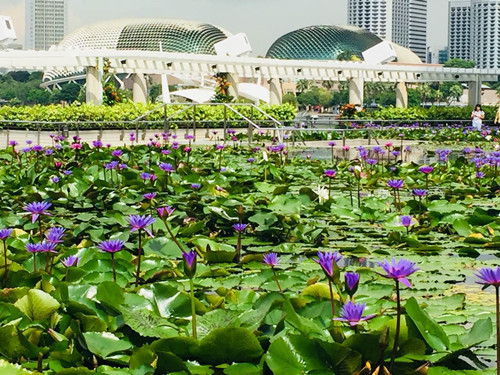 2017新加坡景觀考察——感受花園中的城市