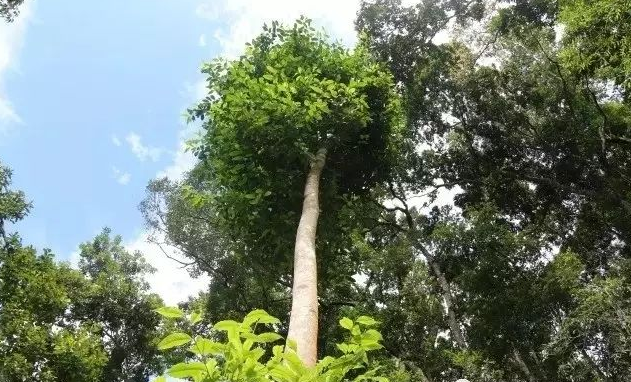 易武高桿古樹，普洱茶中的長勁鹿
