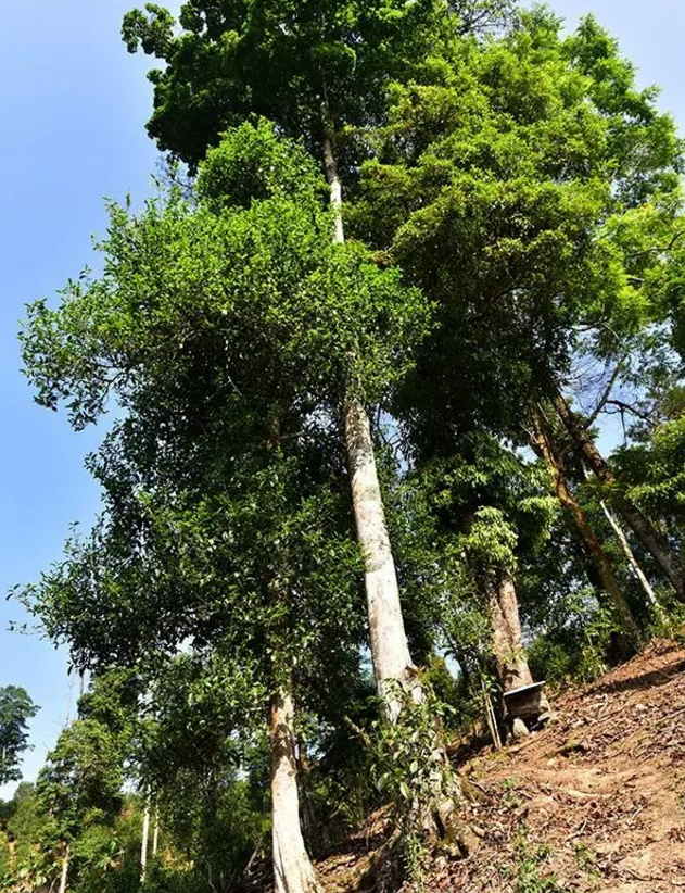 易武高桿古樹，普洱茶中的長勁鹿